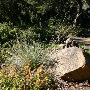Manzanita section, behind the Cottage