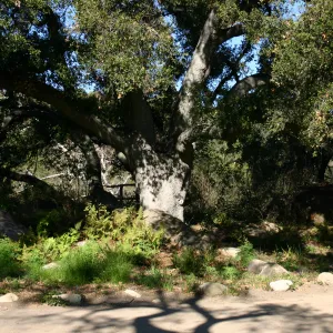 the Meadow Oaks