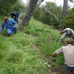 SBBG grounds crew weeding on the Porter Trail slope