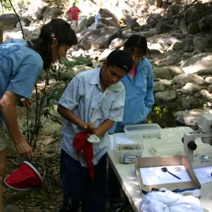 YEA group at SBBG, examining insects under the microscope
