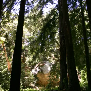 SBBG Redwood Section