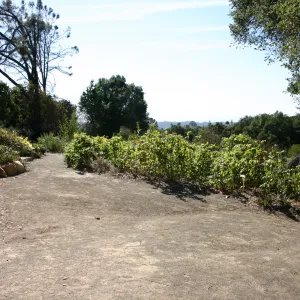 Meadow View gardens, SBBG event location