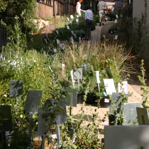 staff and volunteers setting up along the Herbarium building path, Fall Plant Sale, 2006