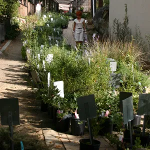 staff and volunteers setting up along the Herbarium building path, Fall Plant Sale, 2006