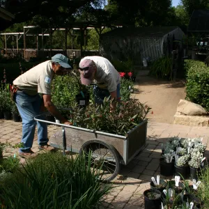 staff and volunteers setting up in the Courtyard, Fall Plant Sale, 2006