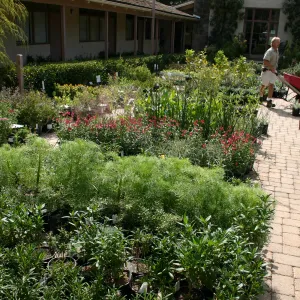 staff and volunteers setting up in the Courtyard, Fall Plant Sale, 2006