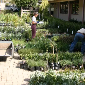 staff and volunteers setting up in the Courtyard, Fall Plant Sale, 2006