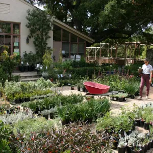 staff and volunteers setting up in the Courtyard, Fall Plant Sale, 2006