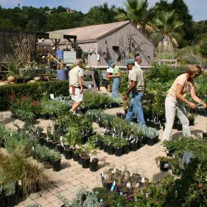 staff and volunteers setting up in the Courtyard, Fall Plant Sale, 2006