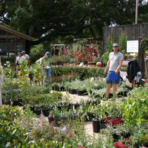 staff and volunteers setting up in the Courtyard, Fall Plant Sale, 2006