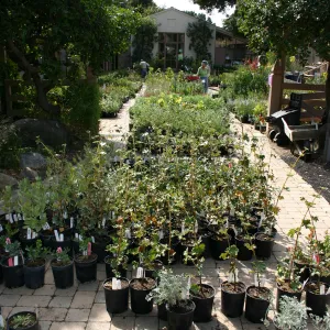 staff and volunteers setting up in the Courtyard, Fall Plant Sale, 2006