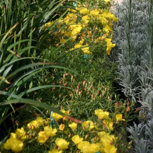 plants in bloom, Fall Plant Sale, 2006