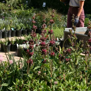 plants in bloom, Fall Plant Sale, 2006