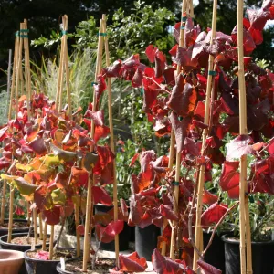 pots of Rogers Red, Fall Plant Sale, 2006