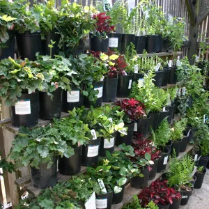 rows of potted plants inside the Garden Growers Nursery, Fall Plant Sale, 2006
