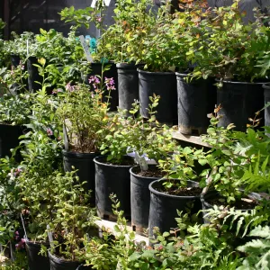 rows of potted plants inside the Garden Growers Nursery, Fall Plant Sale, 2006