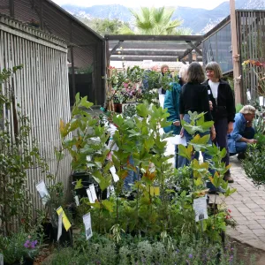 Fall Plant Sale Pre-Sale event, 2006