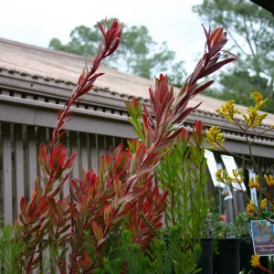 Australian native plants, Fall Plant Sale Pre-Sale event, 2006