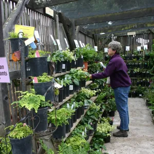 Fall Plant Sale Pre-Sale event, 2006