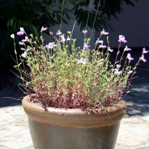 container garden, potted plant