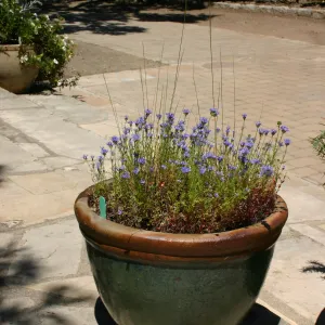 container garden, potted plant