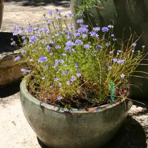 container garden, potted plant
