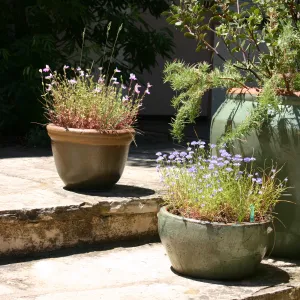 container garden, potted plant
