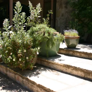 container garden, potted plant