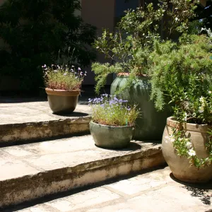 container garden, potted plant