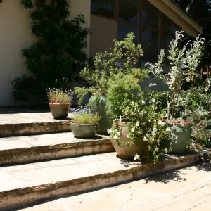 container garden, potted plant