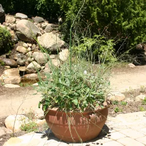 container garden, potted plant