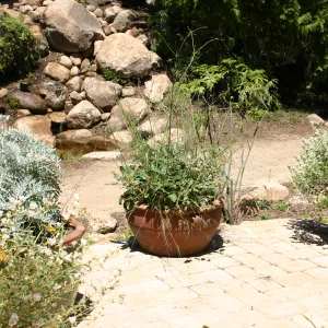 container garden, potted plant