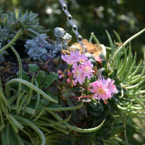 container garden, potted plant, hanging succulent garden