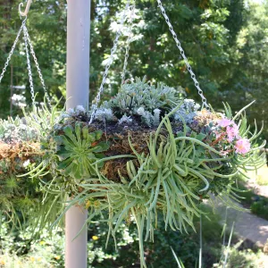 container garden, potted plant, hanging succulent garden