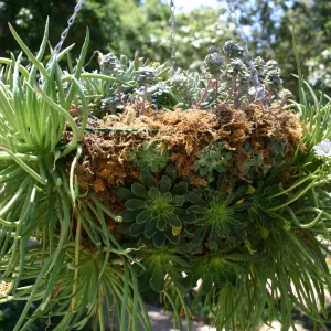 container garden, potted plant, hanging succulent garden