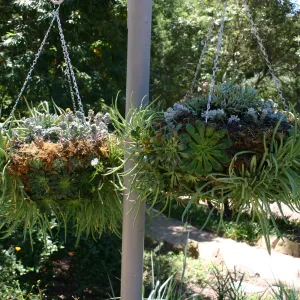 container garden, potted plant, hanging succulent garden