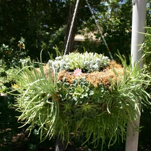 container garden, potted plant, hanging succulent garden