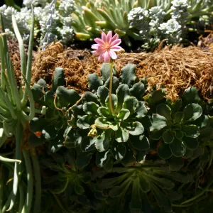 container garden, potted plant, hanging succulent garden