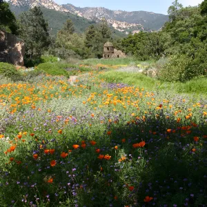 Toad Hall, Wildflowers in the Meadow, Blaksley Boulder, La Cumbre Peak