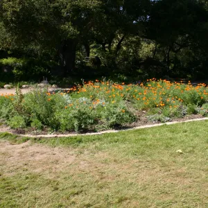 Meadow Border planting