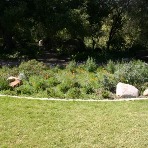 Meadow Border planting