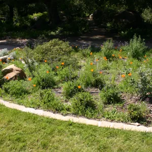 Meadow Border planting