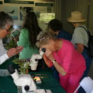 Docent with microscope plant identification in the Information Kiosk, Toad Hall Public Opening event
