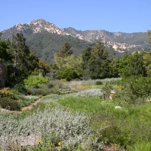 SBBG Meadow, La Cumbre Peak