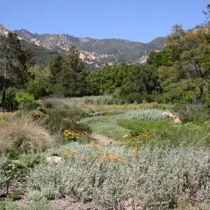 SBBG Meadow, La Cumbre Peak