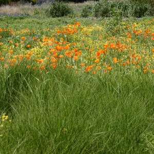 wildflower display, tall grasses, SBBG Meadow