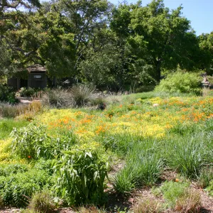 SBBG Meadow with view to Information Kiosk and Pond