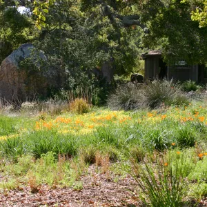 SBBG Meadow view to Information Kiosk and Blaksley Boulder
