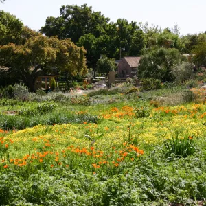 SBBG Meadow view to Gift Shop and Nursery