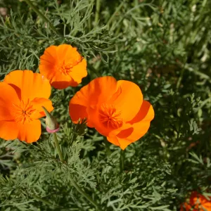 Eschscholzia californiica, poppy, SBBG Meadow